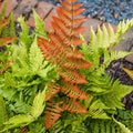 FERN-DRYOPTERIS Brilliance Autumn #3