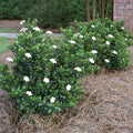 GARDENIA Radicans #1