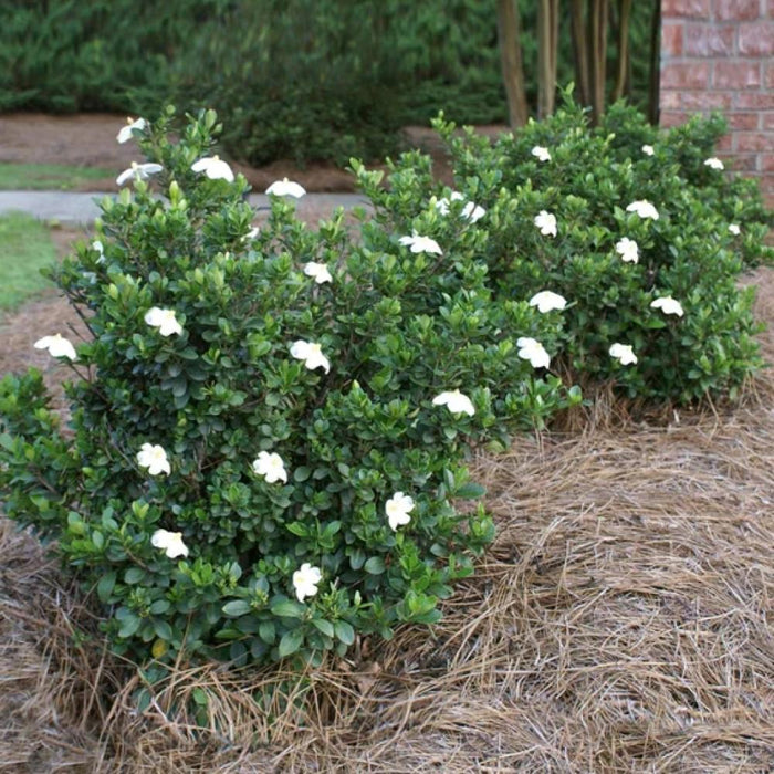GARDENIA Radicans #1