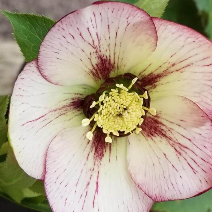 HELLEBORUS Orientalis #1