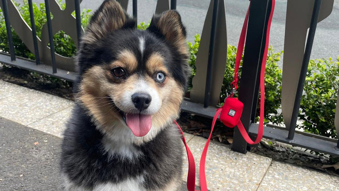 Waterproof Handsfree Dog Lead